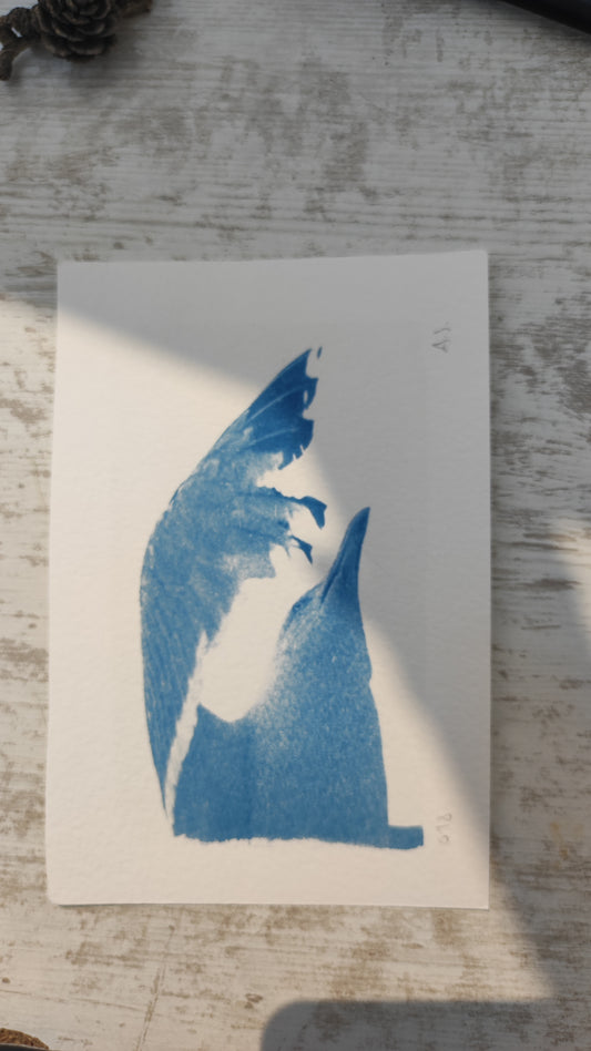Flamenco de mouette